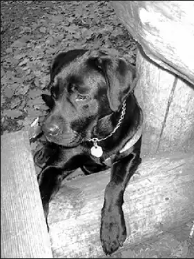 �������� ��������.