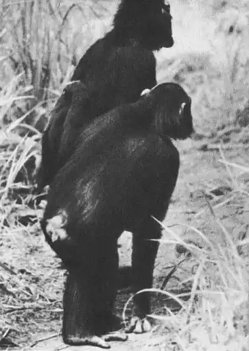 � ���� ��������.
