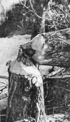 ������� �� �������.