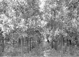 Acacia mangium - �������������� ������ ��� ����������� ���������.