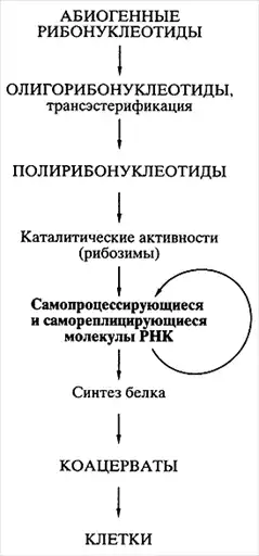 Мир РНК как предшественник современной жизни. Биосинтез белков, мир РНК и происхождение жизни.