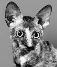 Кормление кошек.