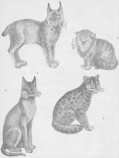 Кошки.