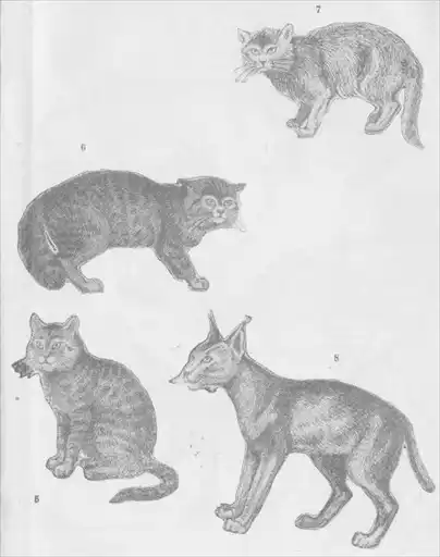 Кошки.