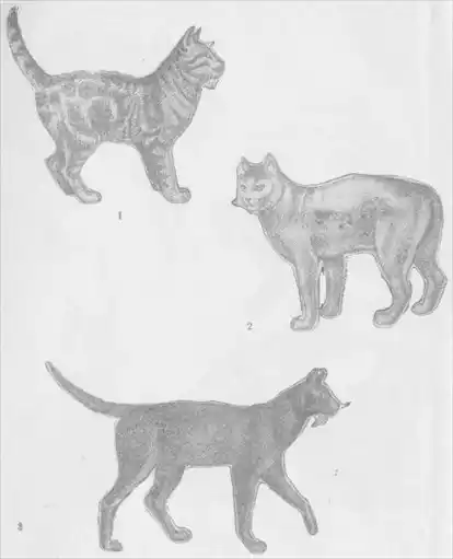 Кошки.