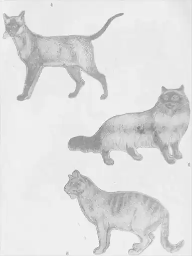 Кошки.