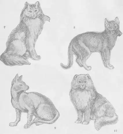Кошки.