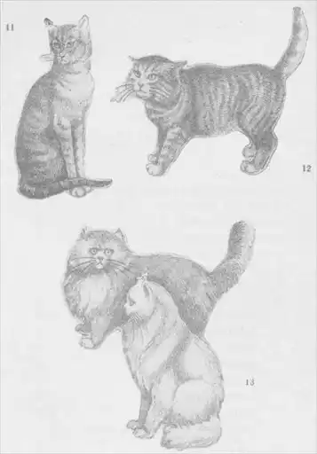 Кошки.