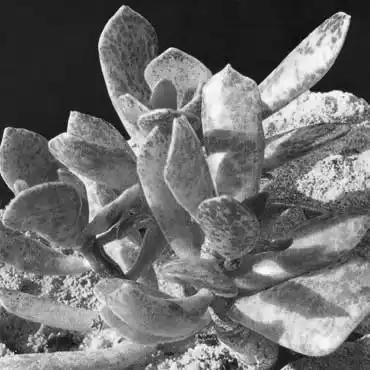 ����������.